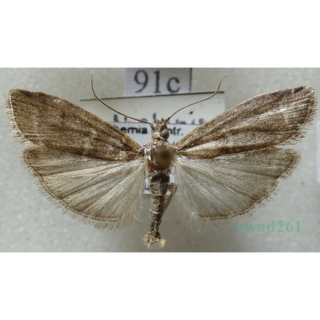 Ortholepis betulae (Goeze, 1778) Czech91c